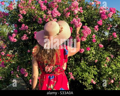 Donna che raccoglie rose rosa Foto Stock