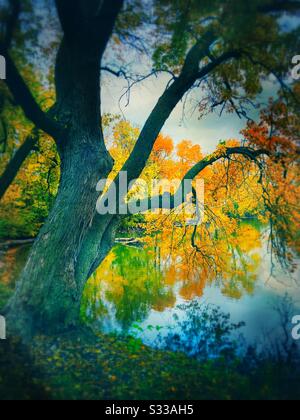 Splendore autunnale, foglie colorate all'interno di vari alberi che rendono la stagione autunnale una bella vista. Foto Stock
