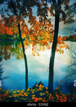 Splendore autunnale, foglie colorate all'interno di vari alberi che rendono la stagione autunnale una bella vista. Foto Stock