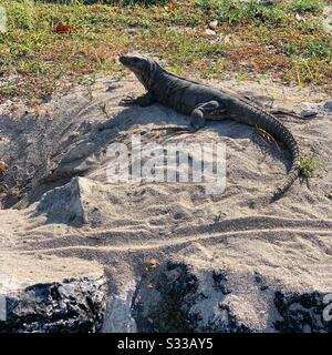 Iguana, Sito Archeologico Di El Rey, Hotel Zone, Cancun, Quintana Roo, Messico Foto Stock