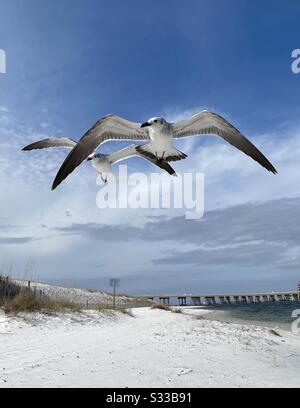 I gabbiani infuocano sulla spiaggia di sabbia bianca Foto Stock