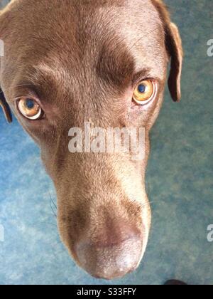 Il Labrador cioccolato Foto Stock