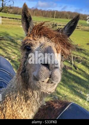 Alpaca in campo in una giornata di sole Foto Stock