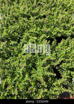 Primo piano del terreno che copre la pianta messicana Heather. Foto Stock