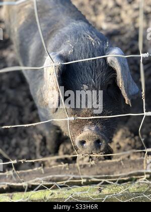 Primo piano del maialino in penna di fango / recinto di filo Foto Stock