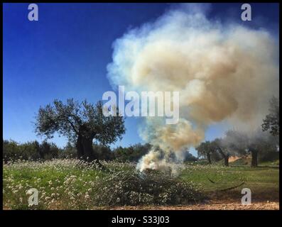 Combustione stagionale delle prugne in un oliveto, Catalogna, Spagna. Foto Stock