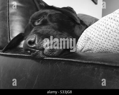 Un primo piano in bianco e nero di un simpatico cane da compagnia che dorme su un divano. Labrador appoggia la testa sul braccio del divano in pelle con morbido cuscino durante il sonno veloce Foto Stock