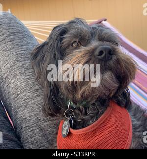 Piccolo cane nero ritratto Foto Stock