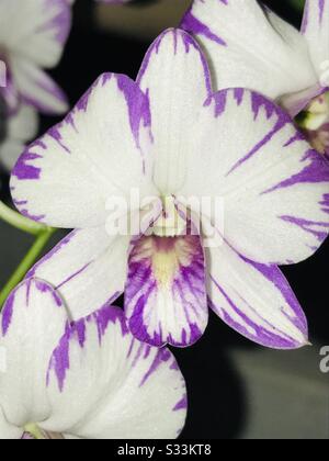 Fiori di orchidea bianchi e viola - orchidea di singapore- primo piano pic- orchidea bianca- orchidea viola- fiore bianco- fiore viola Foto Stock