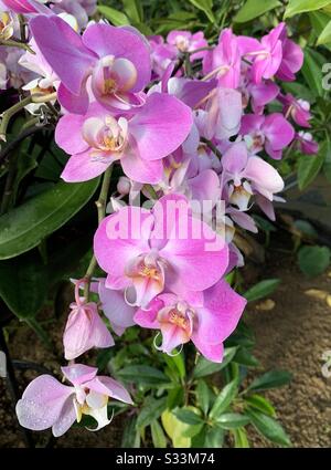 Orchidee Nel Conservatorio Principessa Del Galles, Kew Gardens Foto Stock