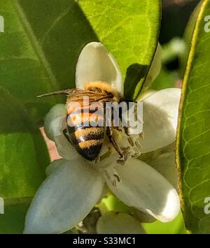 Ape del miele che raccoglie il polline da un fiore d'arancio Foto Stock