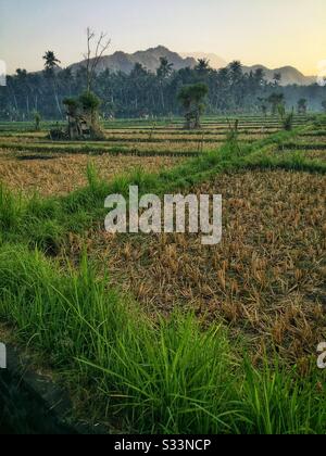 Risaie, Candidasa, Bali, Indonesia Foto Stock