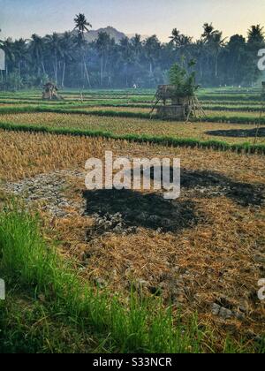 Risaie, Candidasa, Bali, Indonesia Foto Stock