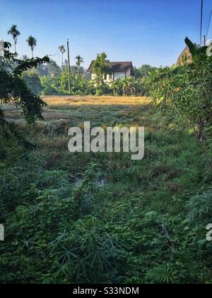 Risone rete, Sengkidu, Candidasa, Bali, Indonesia Foto Stock