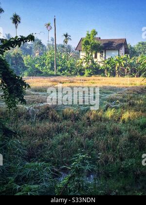 Risone rete, Sengkidu, Candidasa, Bali, Indonesia Foto Stock