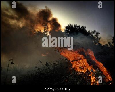 Masterizzazione stagionali di oliva della potatura, la Catalogna, Spagna. Foto Stock