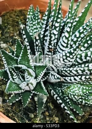 Haworthia Zebra cactus close up image - pianta succulenta in vaso - zoomata - tagliente cactus succulente in un luogo semi ombreggiato - cactus bianco e verde- foglia punteggiata-cactus Foto Stock