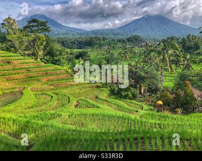 Jatiluwih campi di riso a Bali, Indonesia Foto Stock
