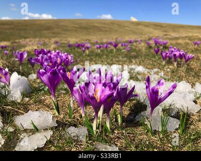 Crocuses fioritura in primavera circondata da punte di neve fondente Foto Stock