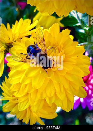 Un'ape raccoglie miele su un grande fiore giallo. Foto Stock