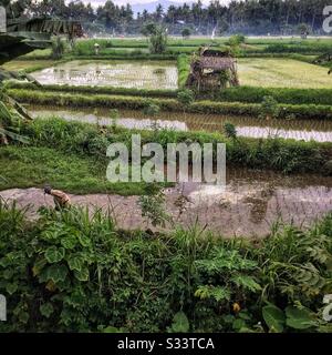 Risaie, Candidasa, Bali, Indonesia Foto Stock