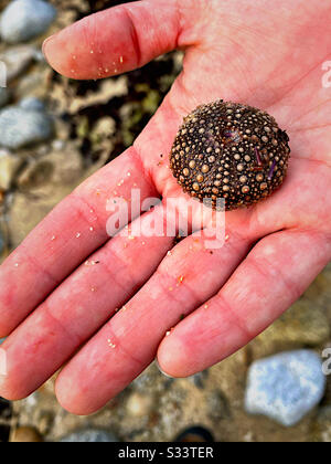 Guscio di ricci di mare in mano alla donna Foto Stock