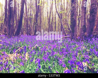 Tappeto Bluebells nella campagna del Kent Foto Stock