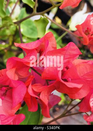 Fiori di carta coloratissimi e luminosi aka Bougainville nel giardino del mio Mum in india- fiore rosso, colore rosa scuro, acqua melone colore fiore- una vista ravvicinata Foto Stock