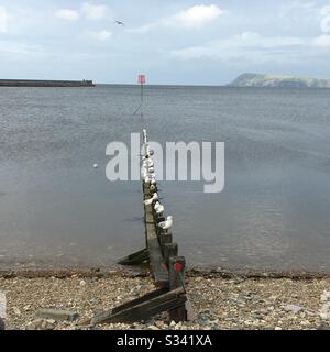 Gabbiani seduti in una linea su un groyne fuori al mare Foto Stock