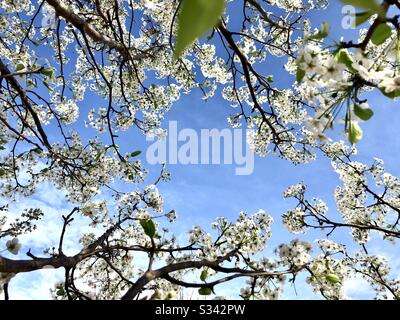Guardando su attraverso un albero di pera di Bradford in fiore Foto Stock