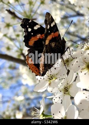 Farfalla ammiraglio rosso su fiori di pera Bradford bianco Foto Stock