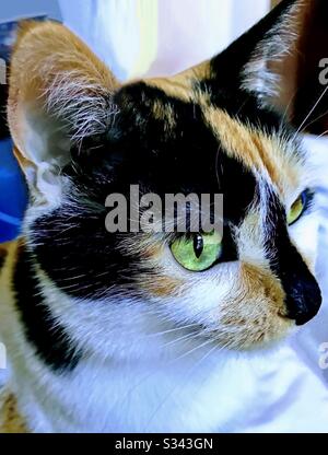 Ritratto di bel compagno indoor gatto calico femmina con gli occhi verdi, gattino nazionale o americano Foto Stock