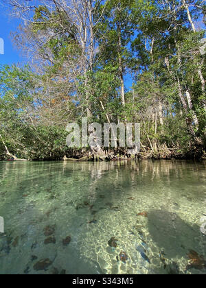 Mattina Al Weeki Wachee Springs State Park, Florida Foto Stock