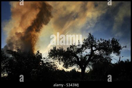 Bruciatura stagionale della potatura nell’oliveto, Catalogna, Spagna. Foto Stock