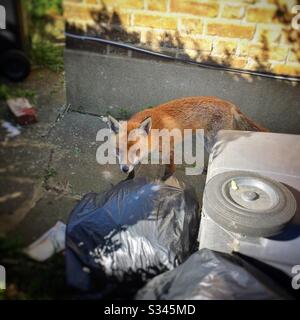 Una volpe rossa urbana saccheggia borse di spazzatura accanto a un bidone di carriola in un giardino di fronte a un unkempt a Londra, Inghilterra, Regno Unito Foto Stock