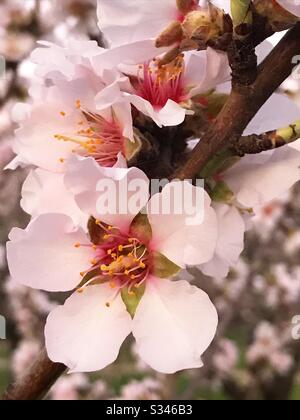 Mandorlo fiorito. Chiudere la vista. Foto Stock