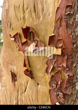 Primo piano del peeling della corteccia da un albero di Arbutus Foto Stock