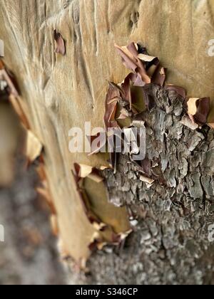 Primo piano di pelare la corteccia su un albero di Arbutus Foto Stock