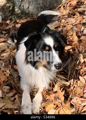 Sole d'autunno dei cuccioli faccia. Pastore australiano e Collie di confine. Foto Stock