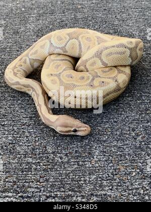 Serpente di pitone Albino Foto Stock