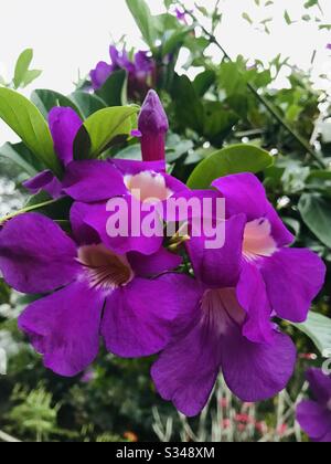 Trinidad Pink Trumpet Vine-Mansoa alliacea aka vite all'aglio nel giardino di mia madre in india - fiore viola, fiore viola della vite - primo piano mazzo di fiori viola scuro in un gambo-parzialmente ombreggiato Foto Stock