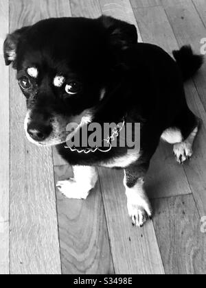 Un cane sta guardando il suo proprietario come avere un punto interrogativo nei suoi occhi che chiede se ci è tempo per una passeggiata Foto Stock