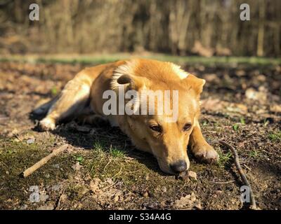 Piccolo cane giallo appoggiato a terra nel parco Foto Stock