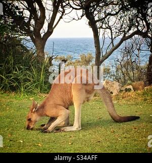 Un grande canguro grigio orientale maschile, Trial Bay Jail, Arakoon, South West Rocks, NSW, Australia Foto Stock