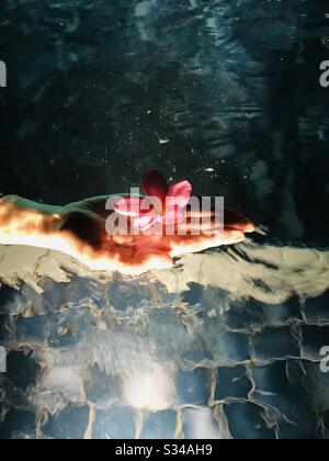 Mano che tiene un fiore di Plumeria rosa aka Frangipani in una piscina con luce retroilluminata all'interno della piscina e onde artificiali - piastrelle blu, fiori profumati-foto scattata di notte Foto Stock