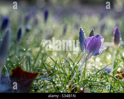 Fioritura dei fiori di croco in erba coperta di rugiada Foto Stock