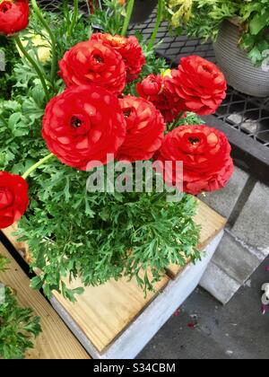 Fiori rossi ranunculus nel giardino del negozio Foto Stock
