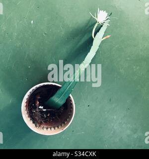 Piccola pianta Nishagandhi fiorita con carino fiore bianco posto su fondo verde, fiore di pipa di Dutchman, Epiphyllum Oxypetalum , regina della notte, orchidea cactus Foto Stock