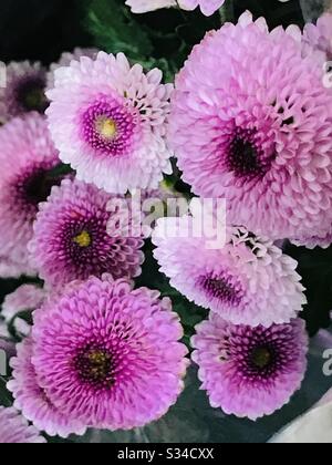 Violetto Cina Astro, Callistephus chinensis, è un membro della famiglia Asteraceae che comprende il crisantemo e daisy in un fiore bouquet.purple, fiore rosa , fiore spesso petalo- primo piano, Foto Stock