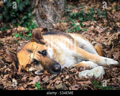Pastore tedesco carino che posa su foglie asciutte Foto Stock